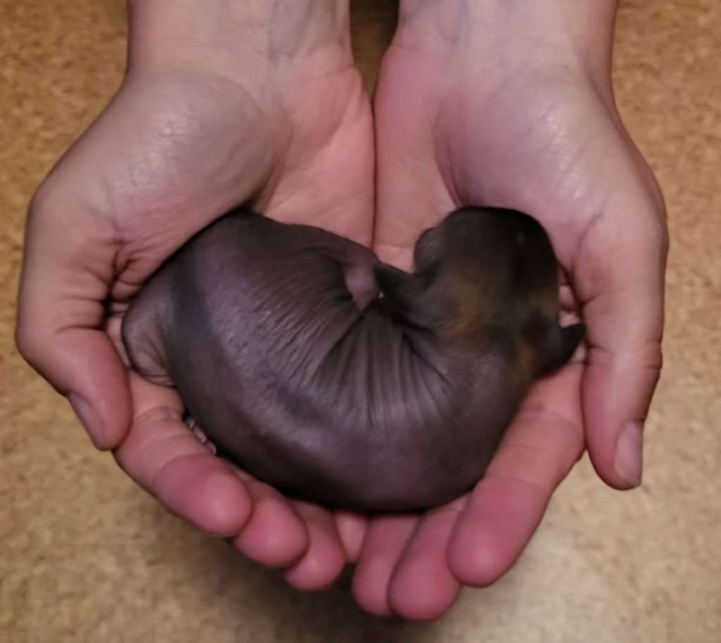 Tiramisu von Natelberg