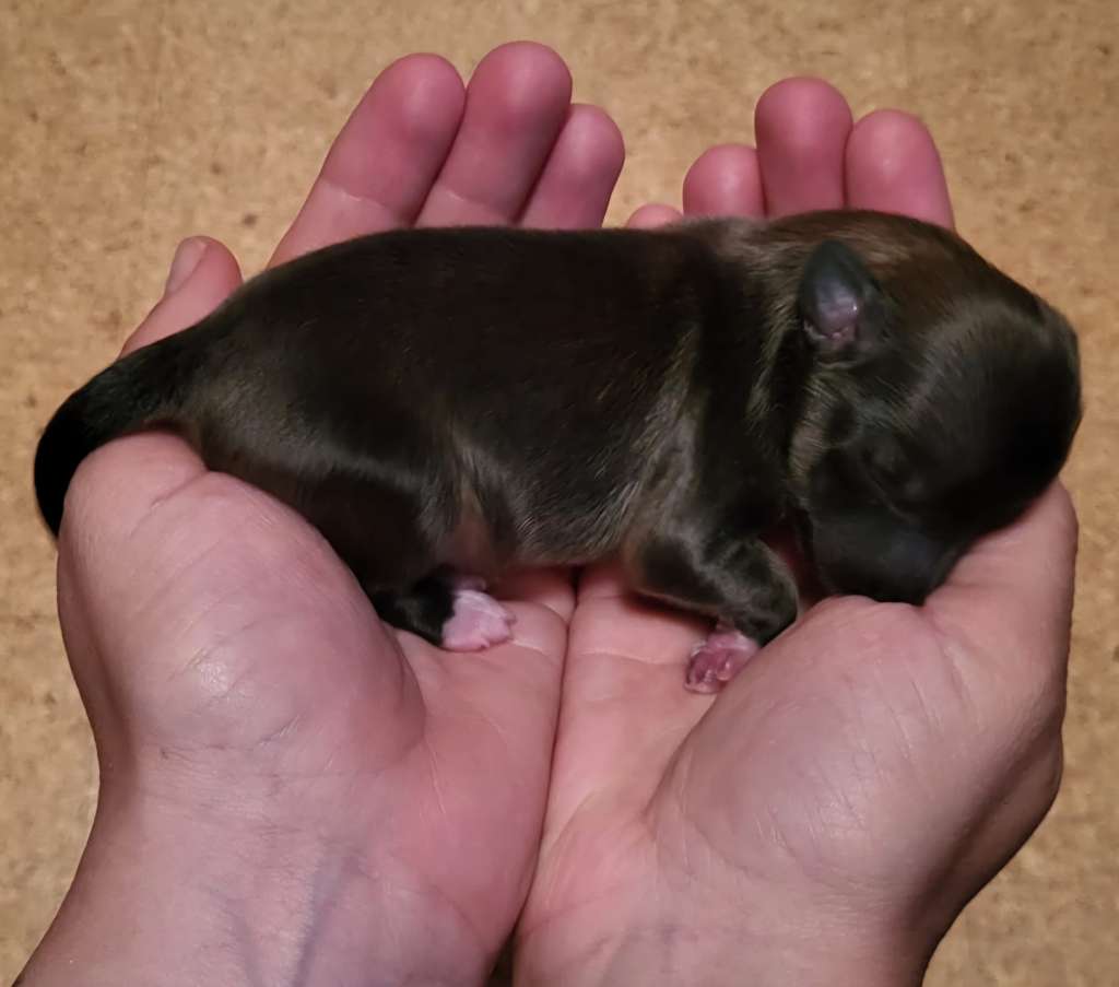 Talismann von Natelberg