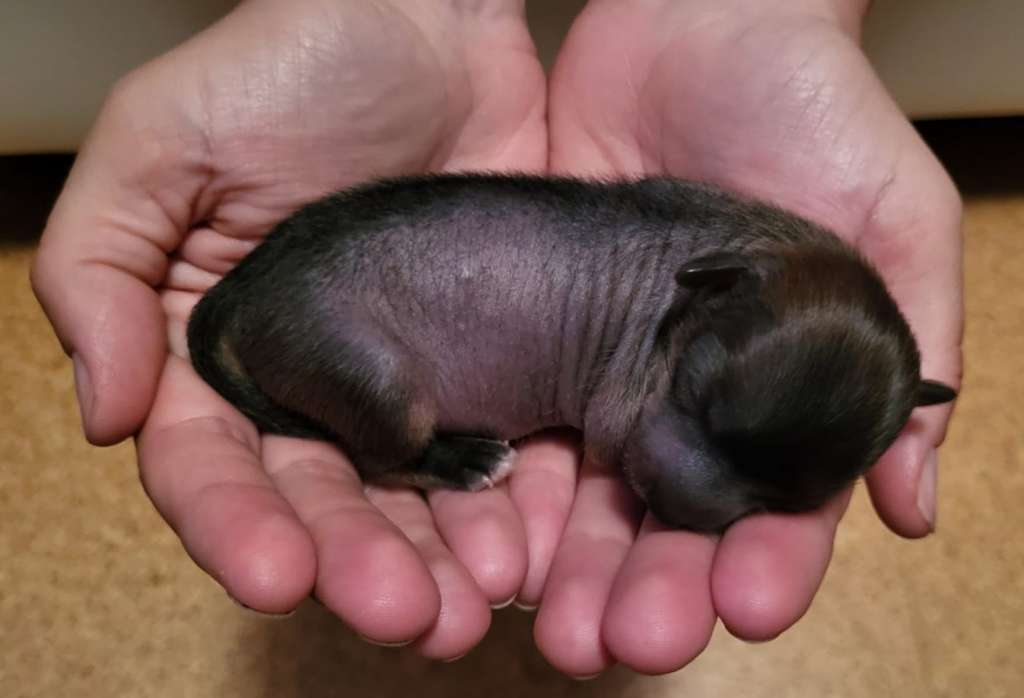 Tequila Sunrise von Natelberg