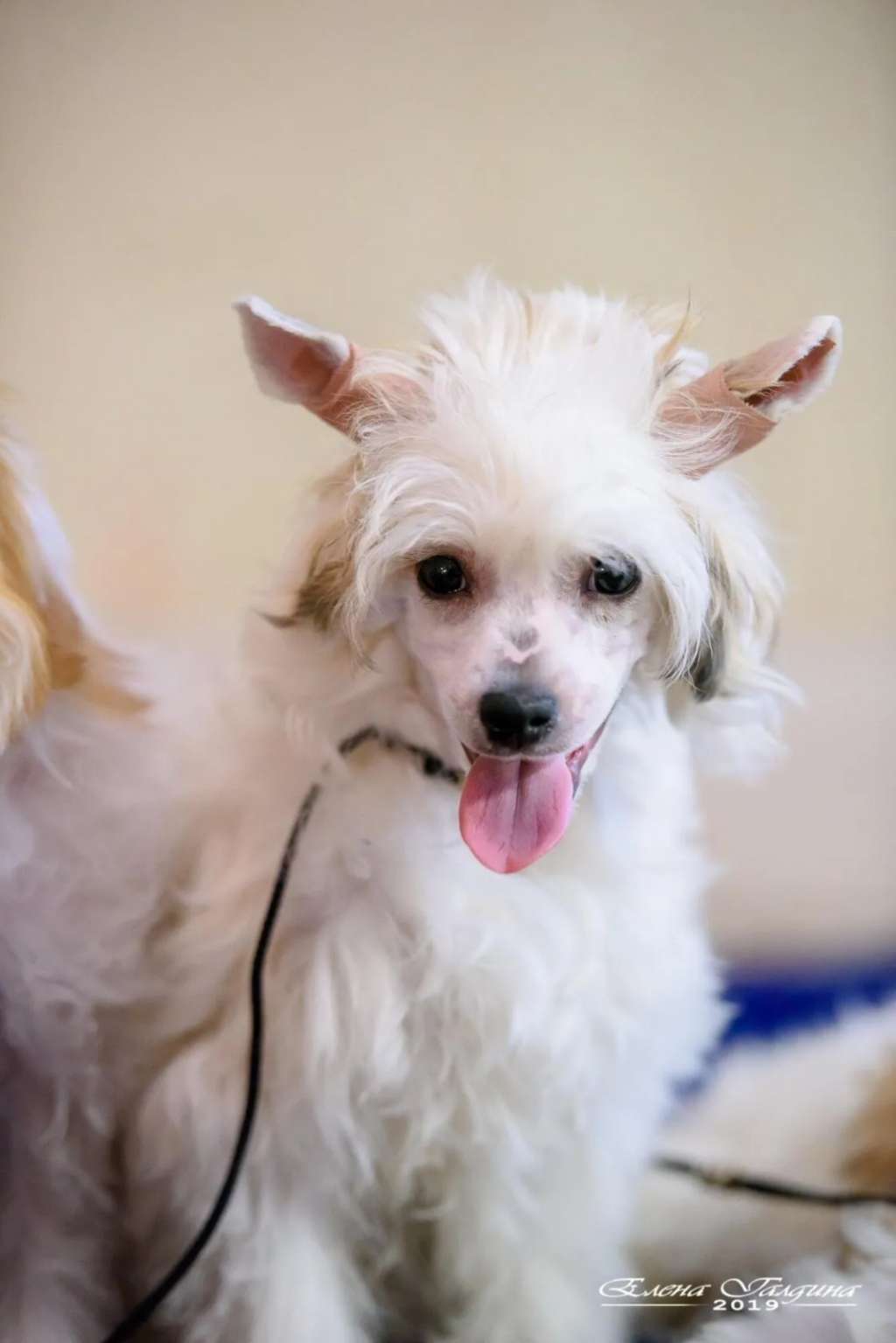 Elizaveta Sladkaya Kanfeta