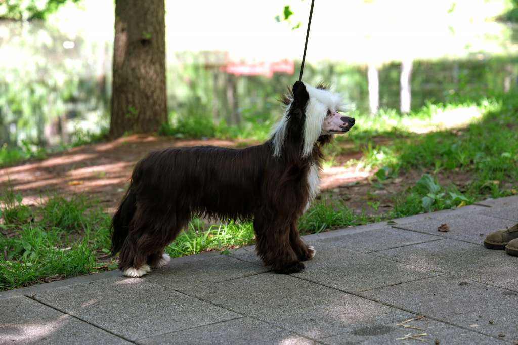 Marydance Limited Edition