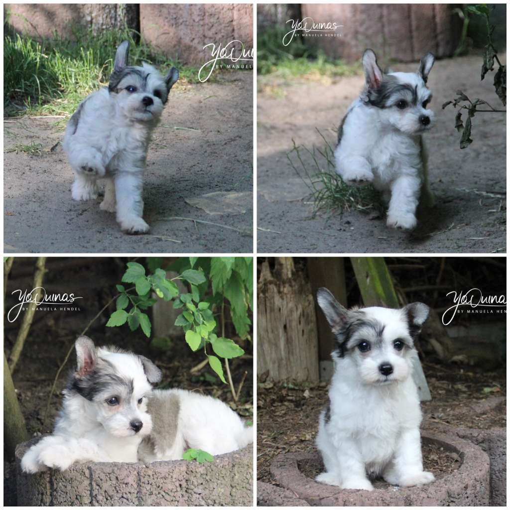 Yaquinas Monsieur Mon Amour