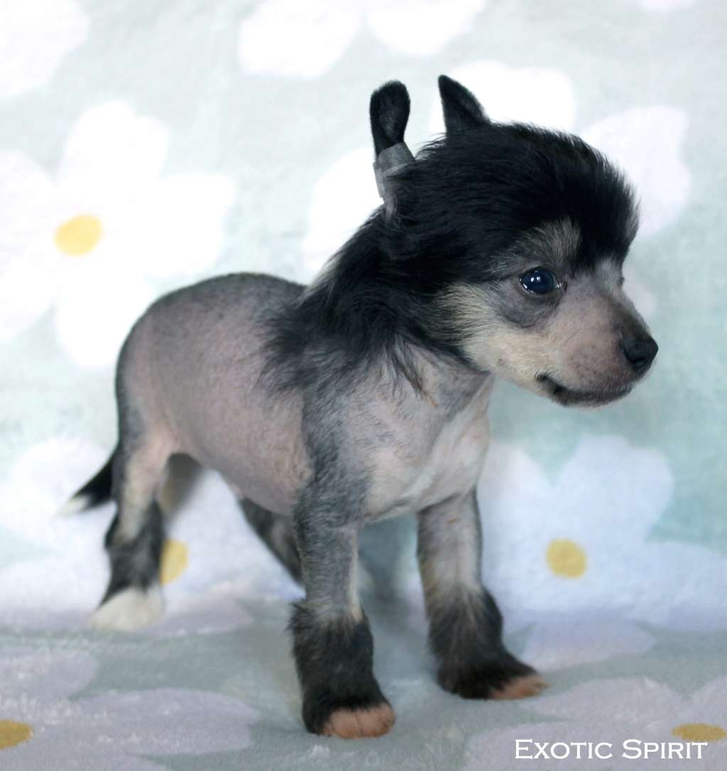 Exotic Spirit Attraction Fatal