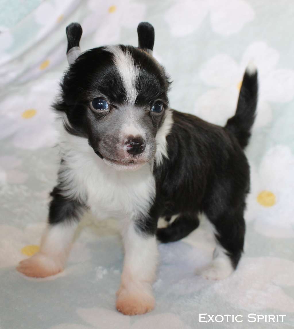 Exotic Spirit Absolute Perfection