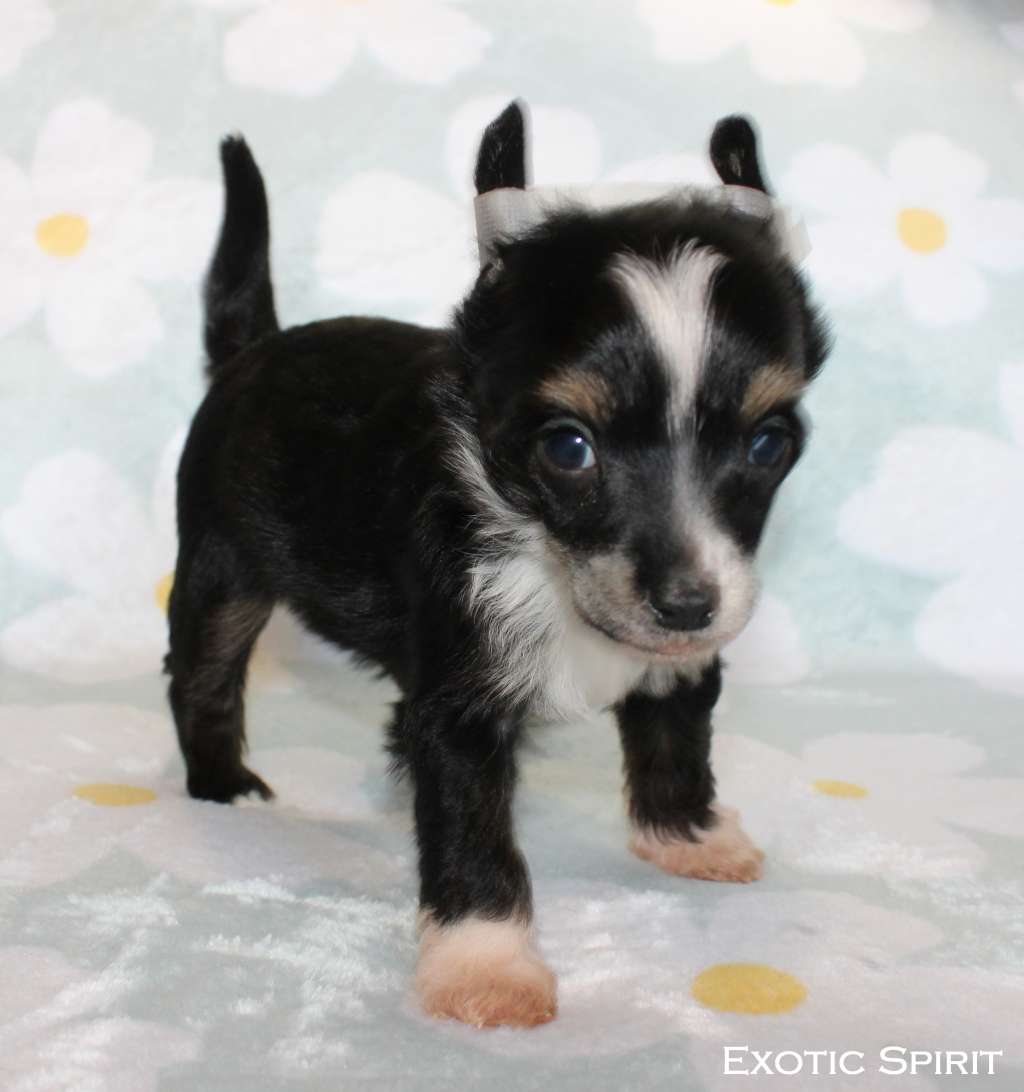 Exotic Spirit Amazing Artist