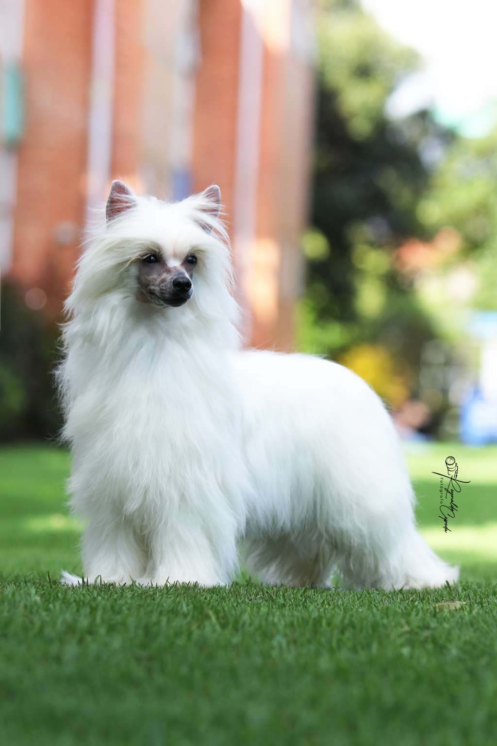 De La Casa Borromeo's Lian