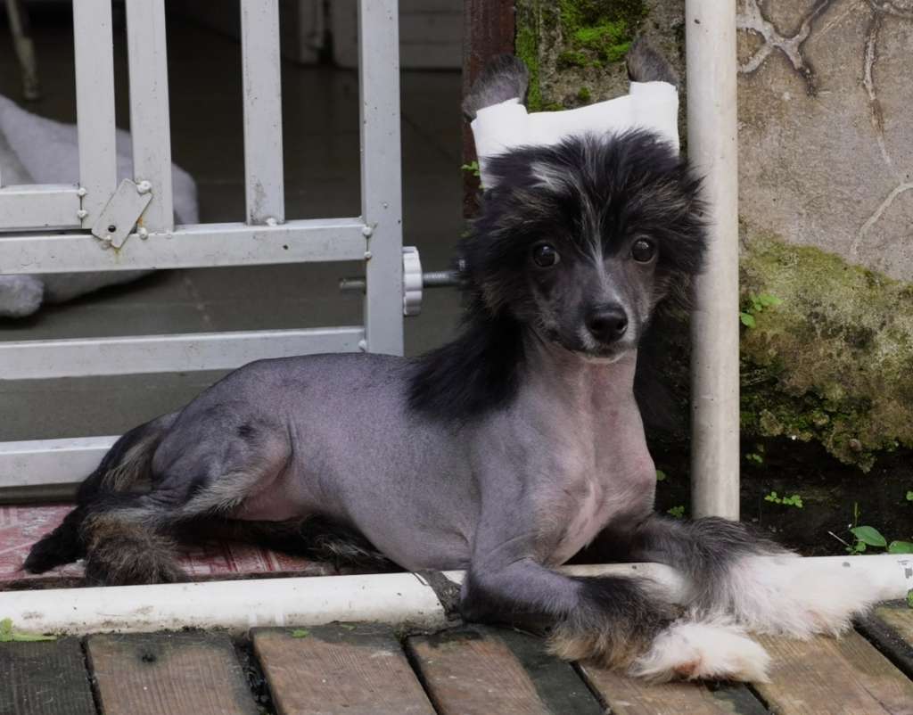 Rosa sinensis of Spicy