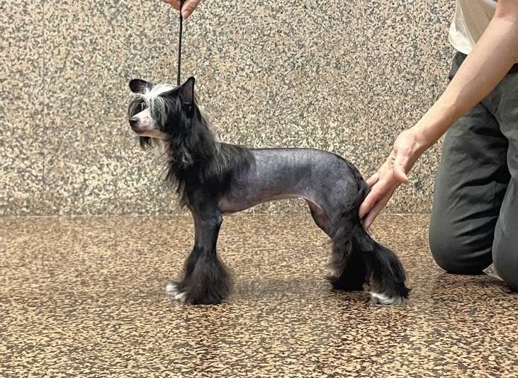 Dream Diadem Miss Conqueror