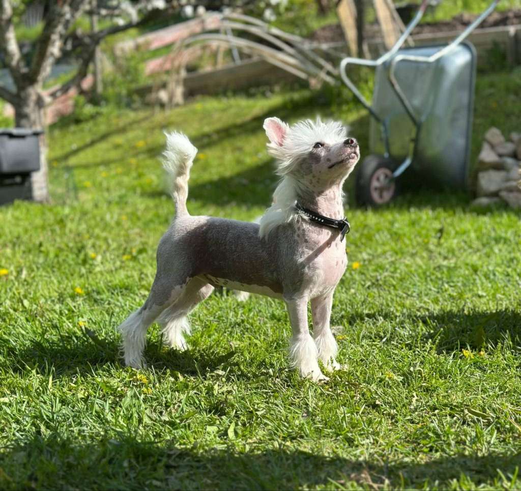 Tournais Hands In The Air Dont Care