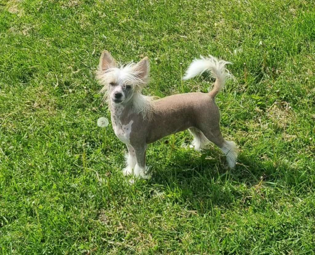 Tournais Shake Your Party Maker