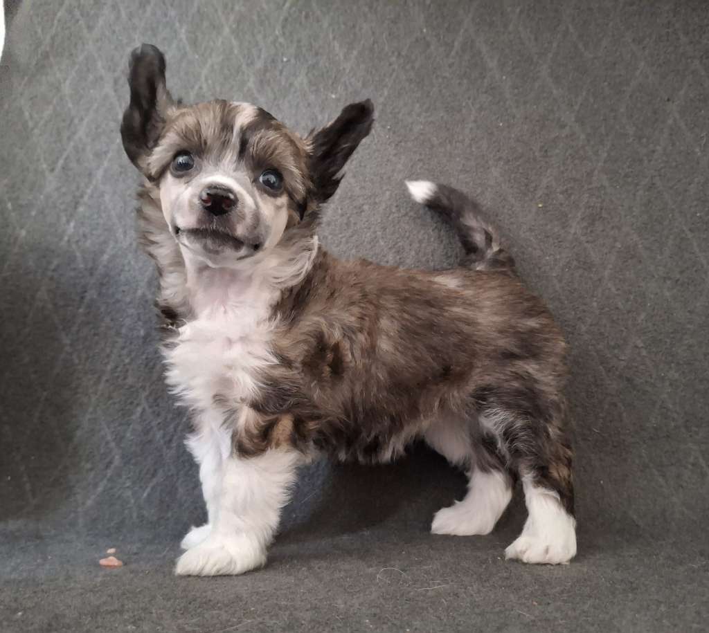 Kultapaimenen dreaming of happy times