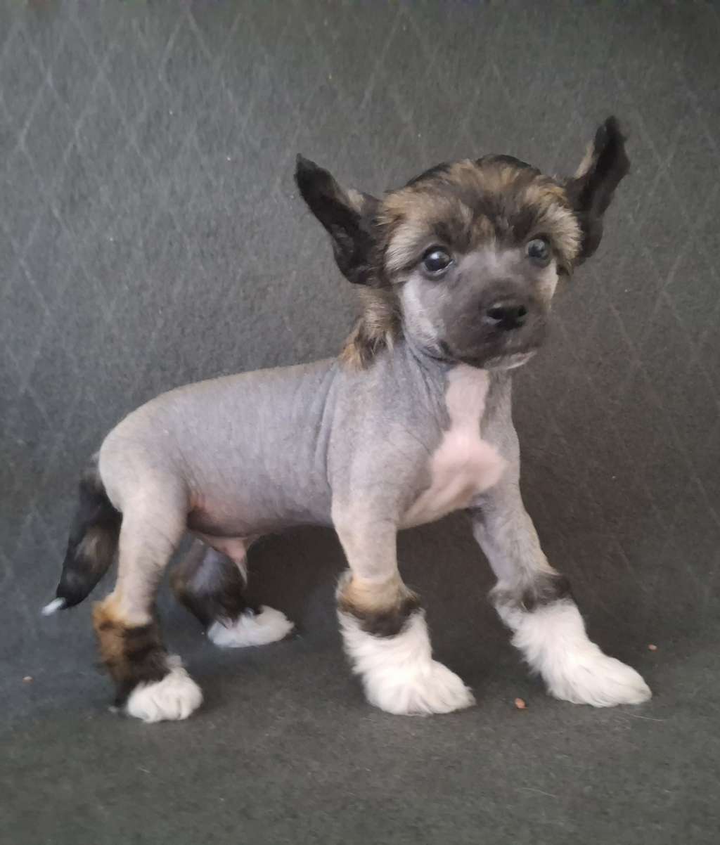 Kultapaimenen my last dream