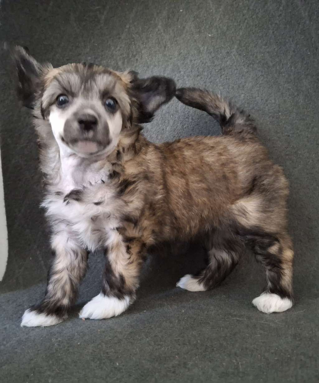 Kultapaimenen end of the dream