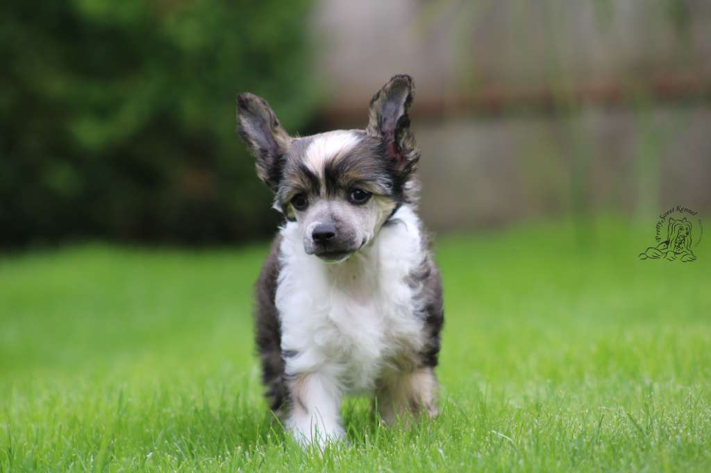 July Artist Pretty Sweet