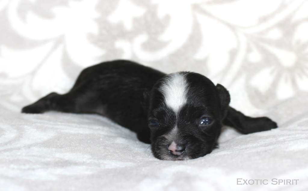 Exotic Spirit Arturo Brachetti