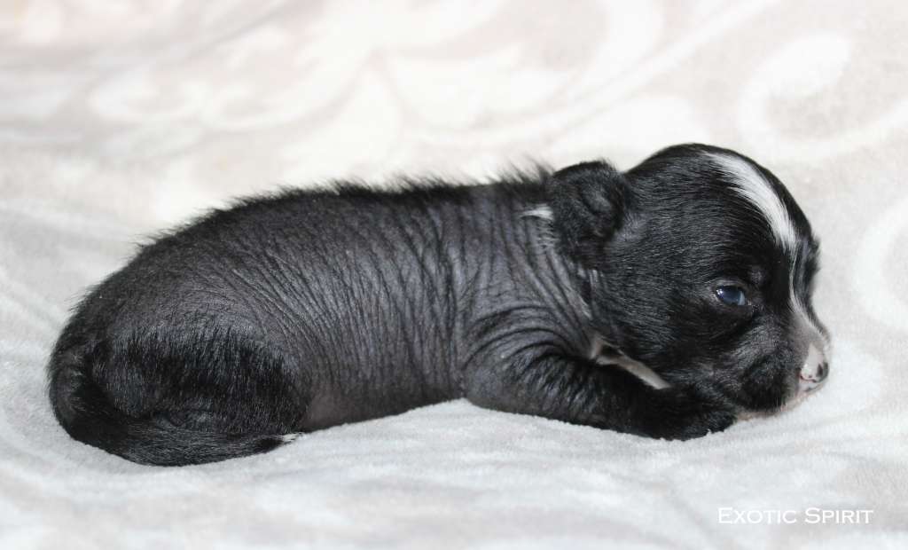 Exotic Spirit Anakin Skywalker