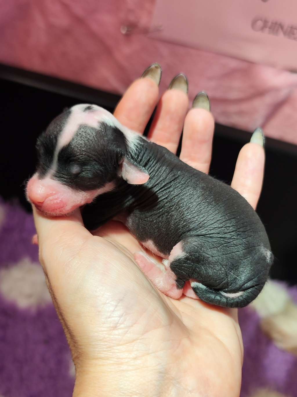 Naked Stars Where Rainbow Ends