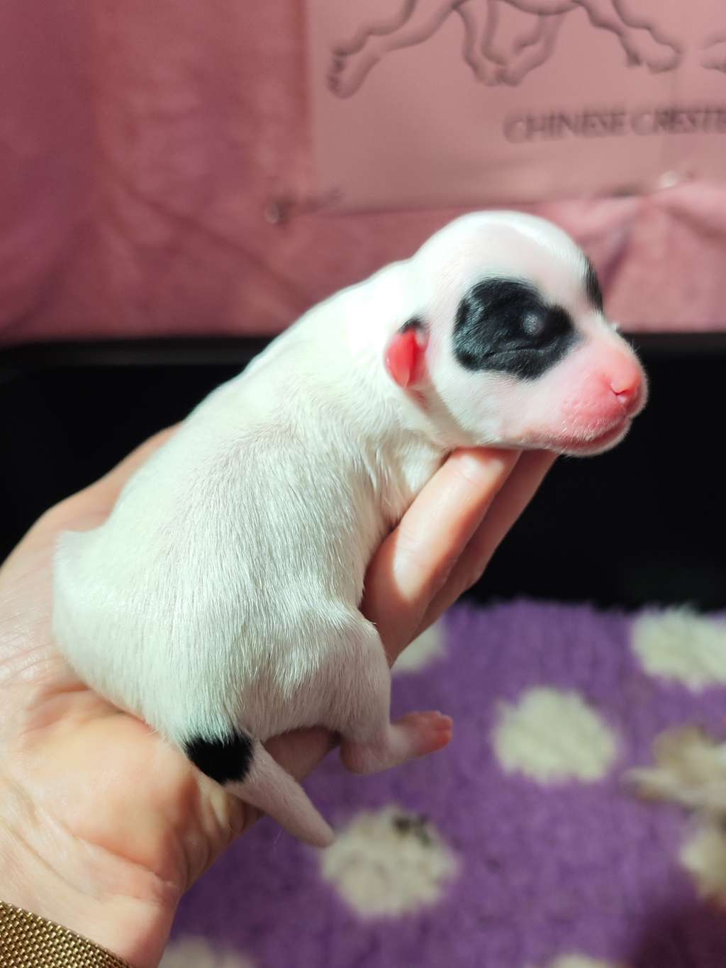 Naked Stars Soft As Rainbow Smoke