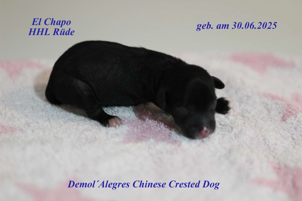 Demol'Alegres El Chapo