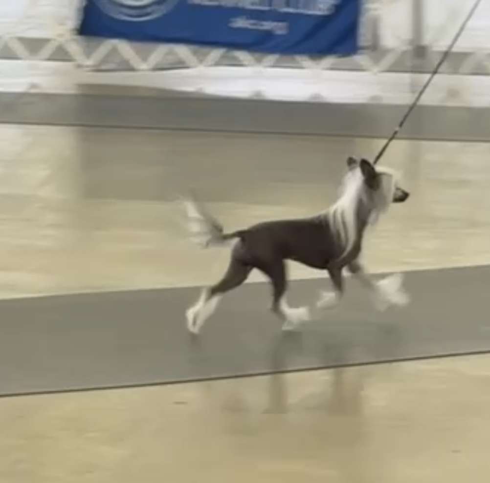 Black?s Diana Goddess Of Hunt 4-Reil