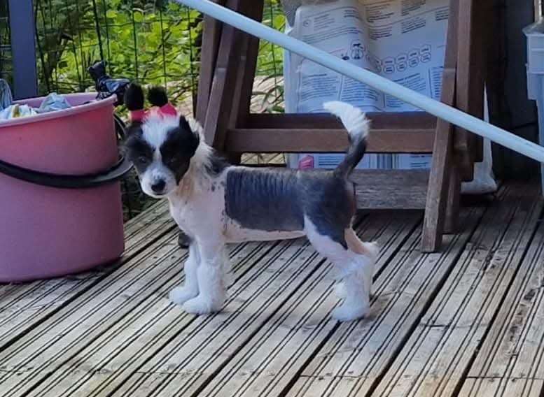 Kultapaimenen Sound Of Symphony