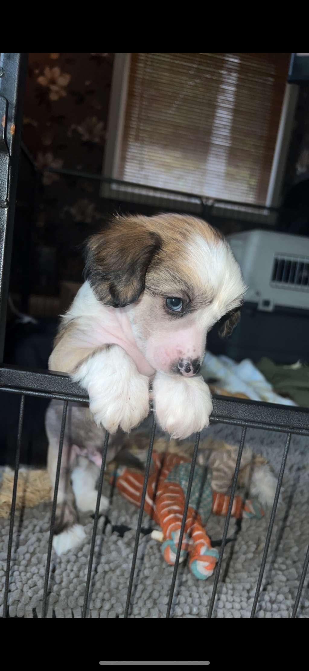 Something?s Been Making Me Blue