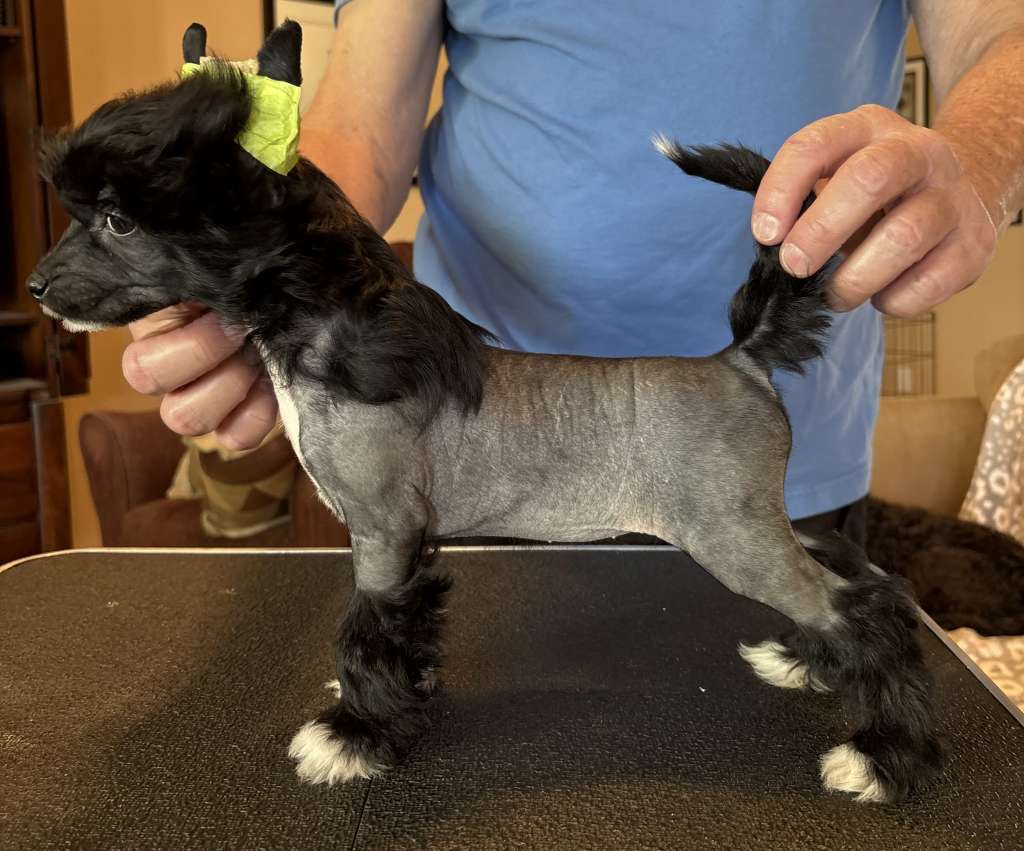 Puffin N Wind Night Vision