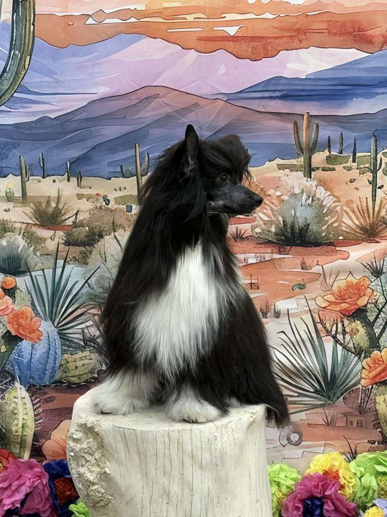 Puffin N Wind Vision In Black and White