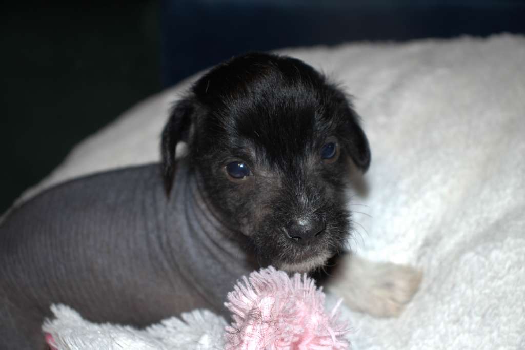 Luch's Black Guardian Daichi