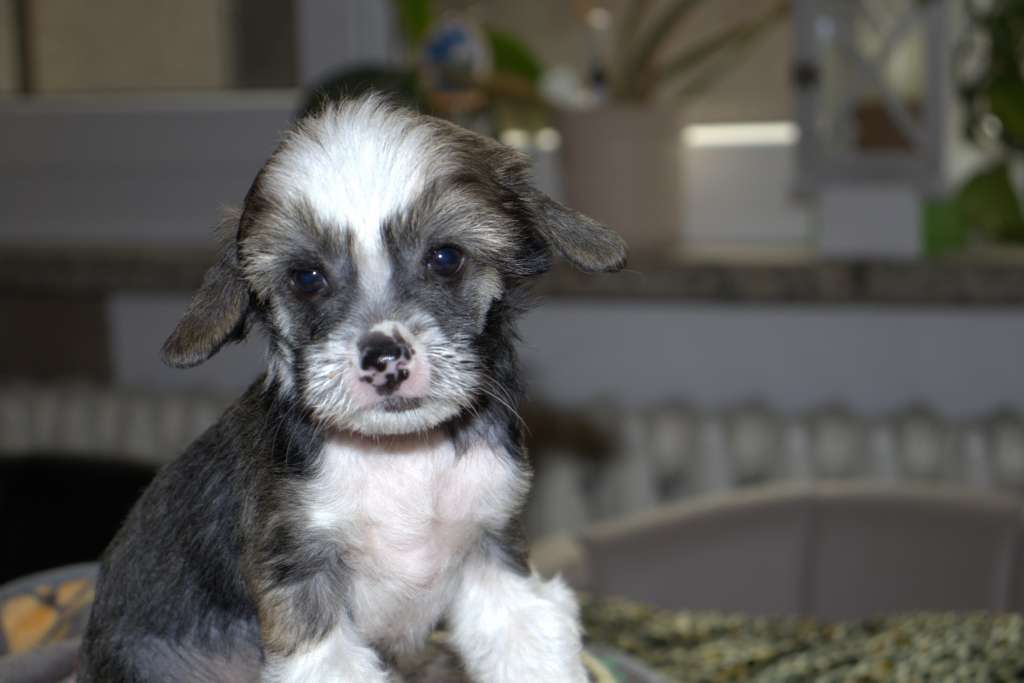 Luch's Black Guardian Daisuke