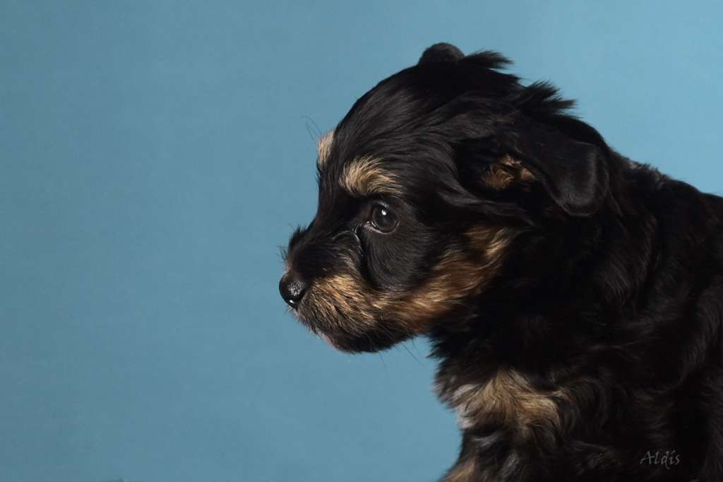 TnTcrested Darling Duchess