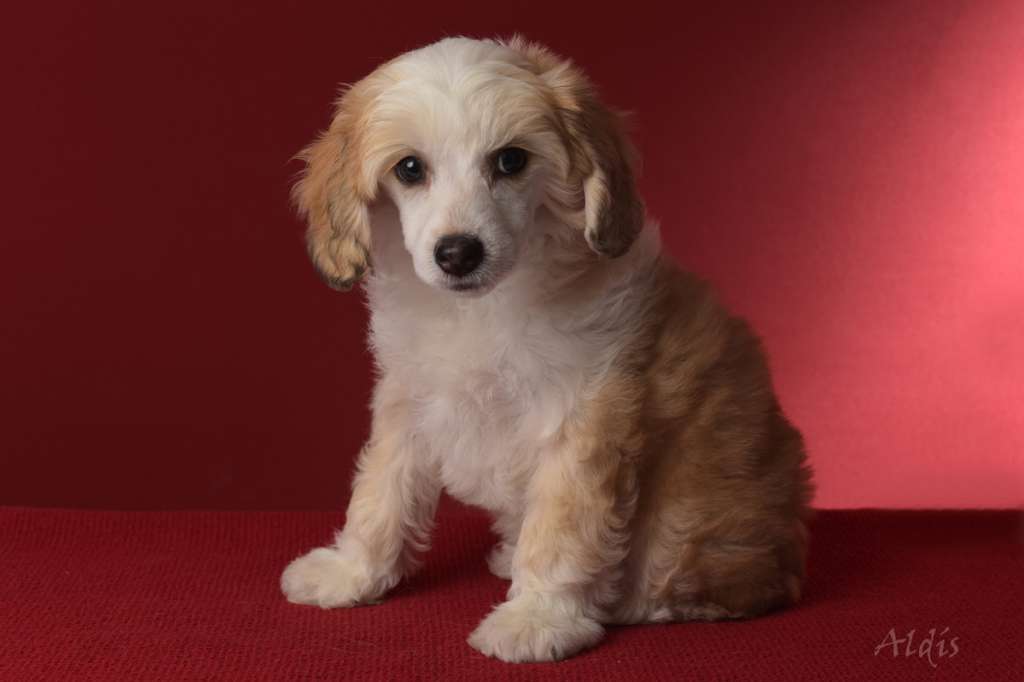 TnTcrested Dream catcher