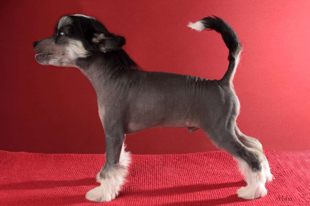 TnTcrested Dante?s Inferno