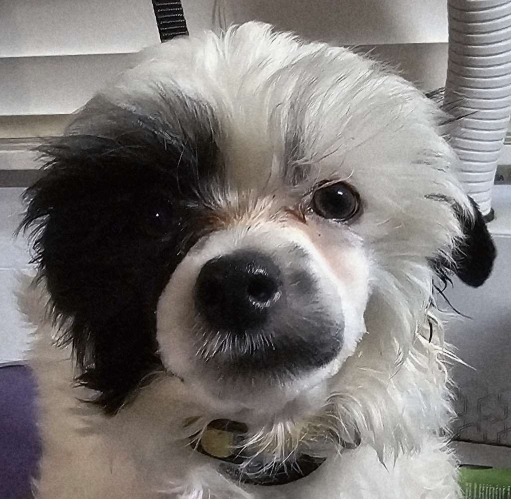 Fabulis Sir Munchs-Alot