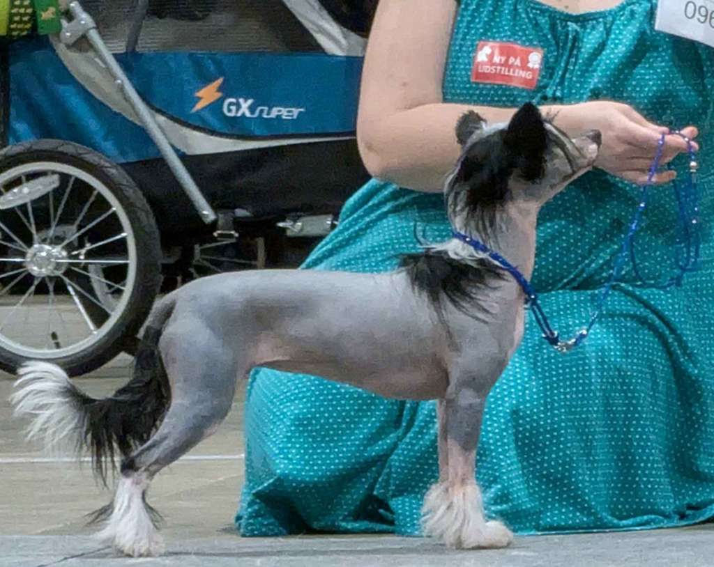 Rosy Starprint's Shooting Star