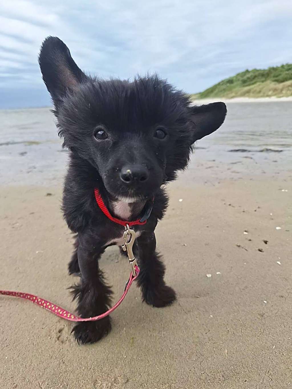 Rosy Starprint's Black magic Hollyhock