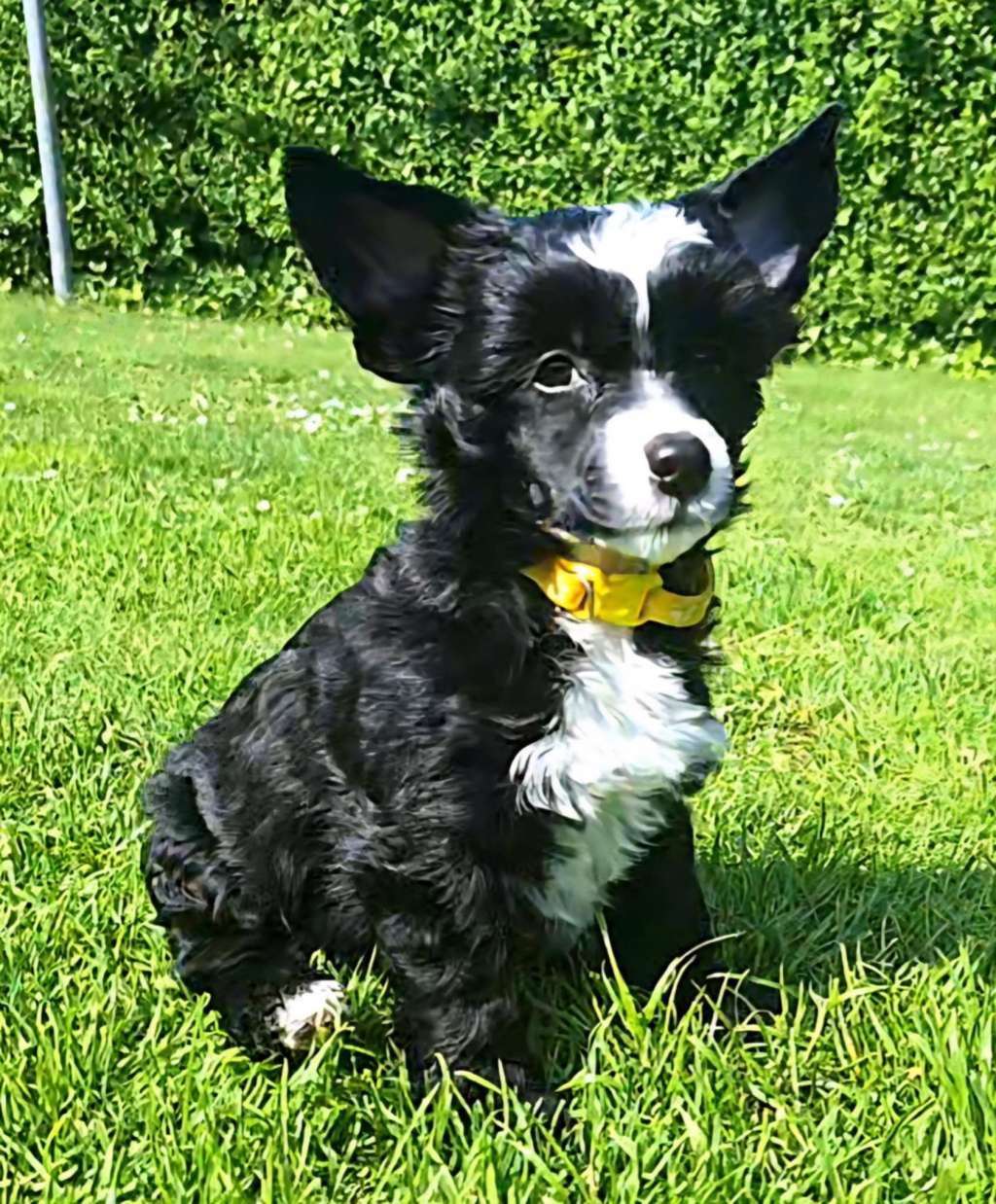 Rosy Starprint's Queen of the Night