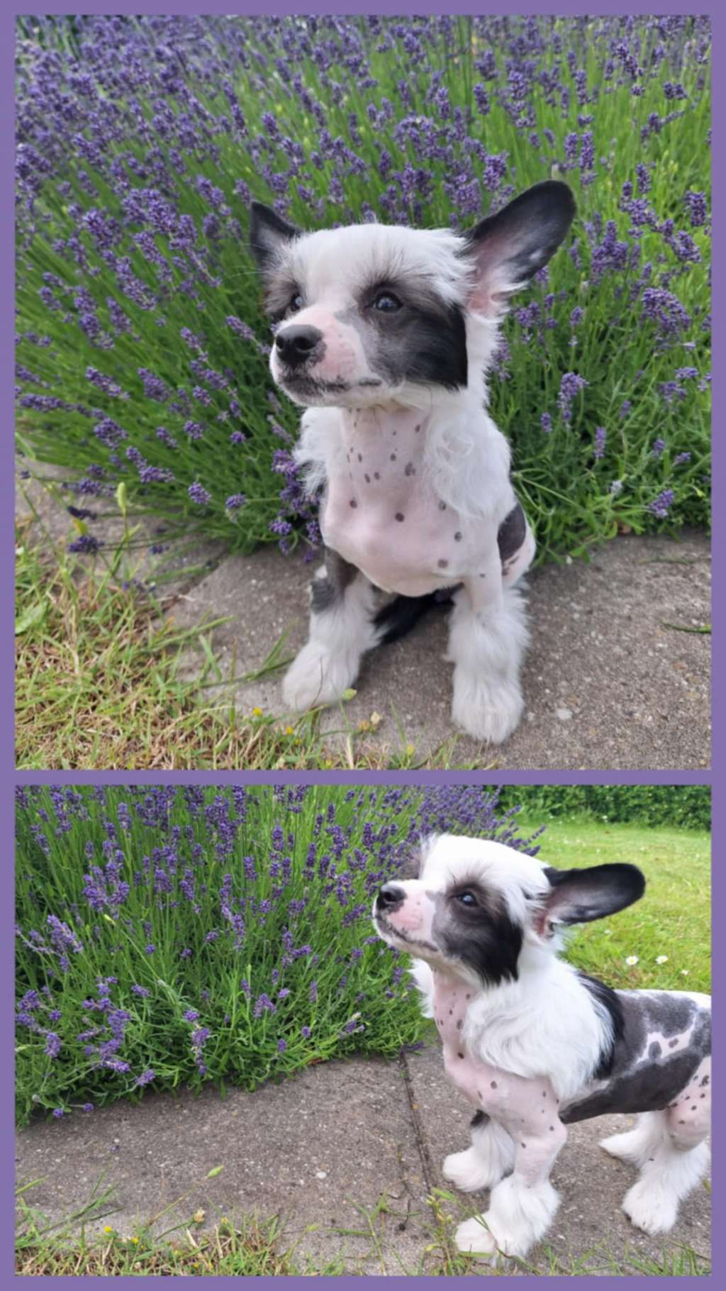 Rosy Starprint's Love in a Mist