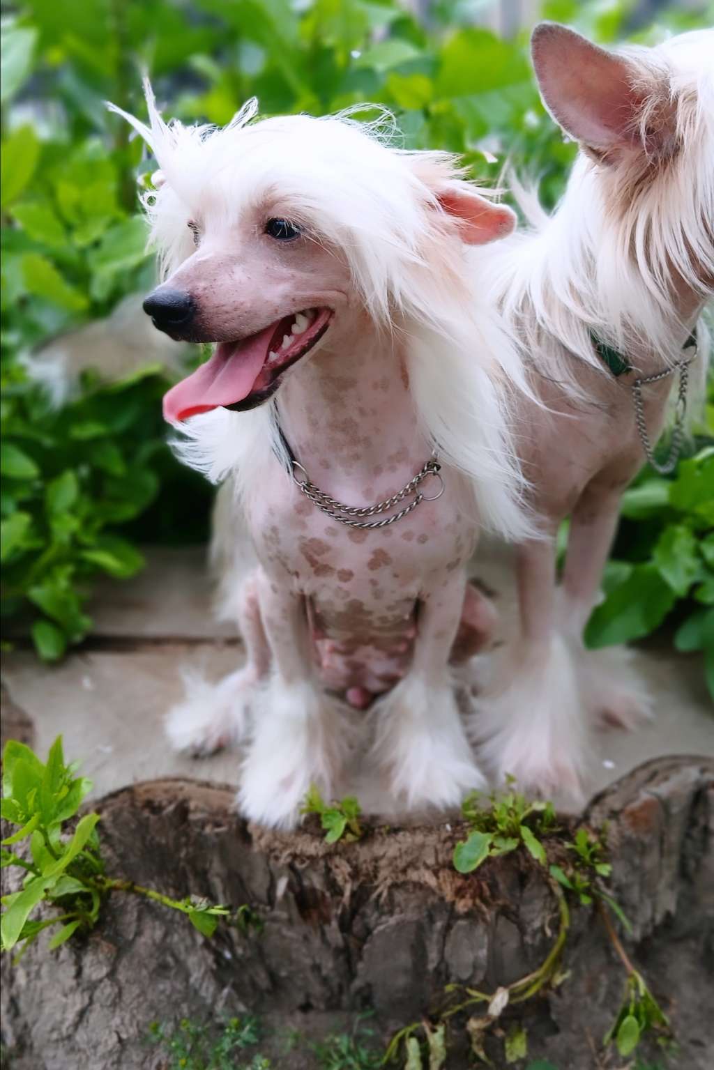 Art Rebellion Mononoke