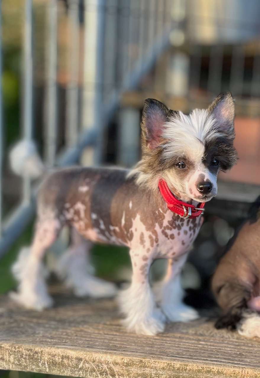 Ninja Princess Heritage of Han