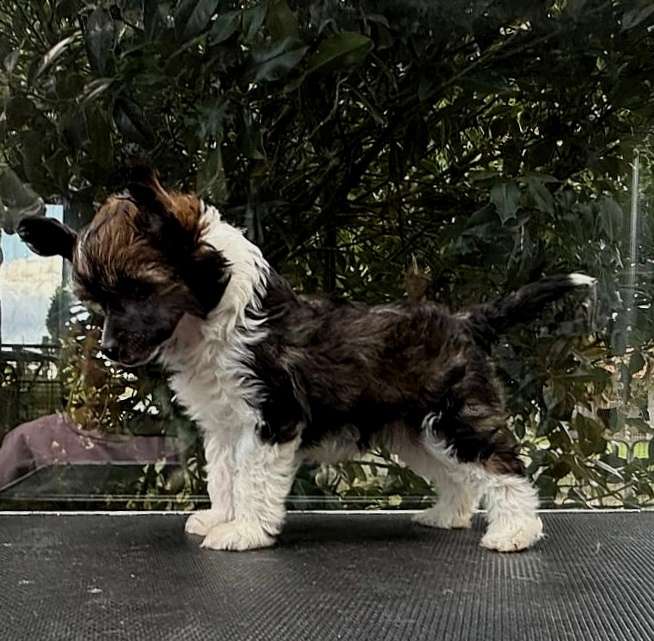 Be My Dog's On Cloud Seven