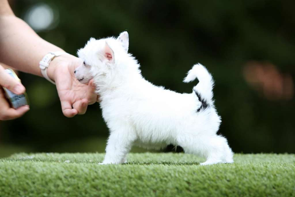 Incanto Del Mondo Solo Dance