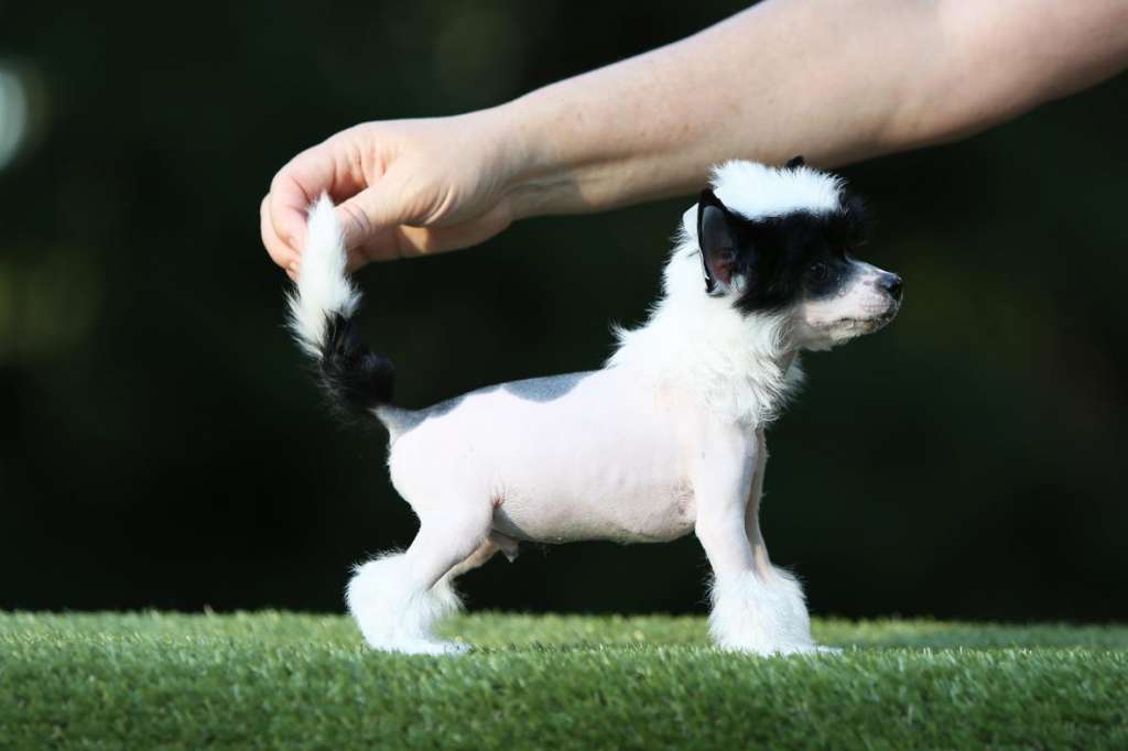 Incanto Del Mondo Salsa Fusion