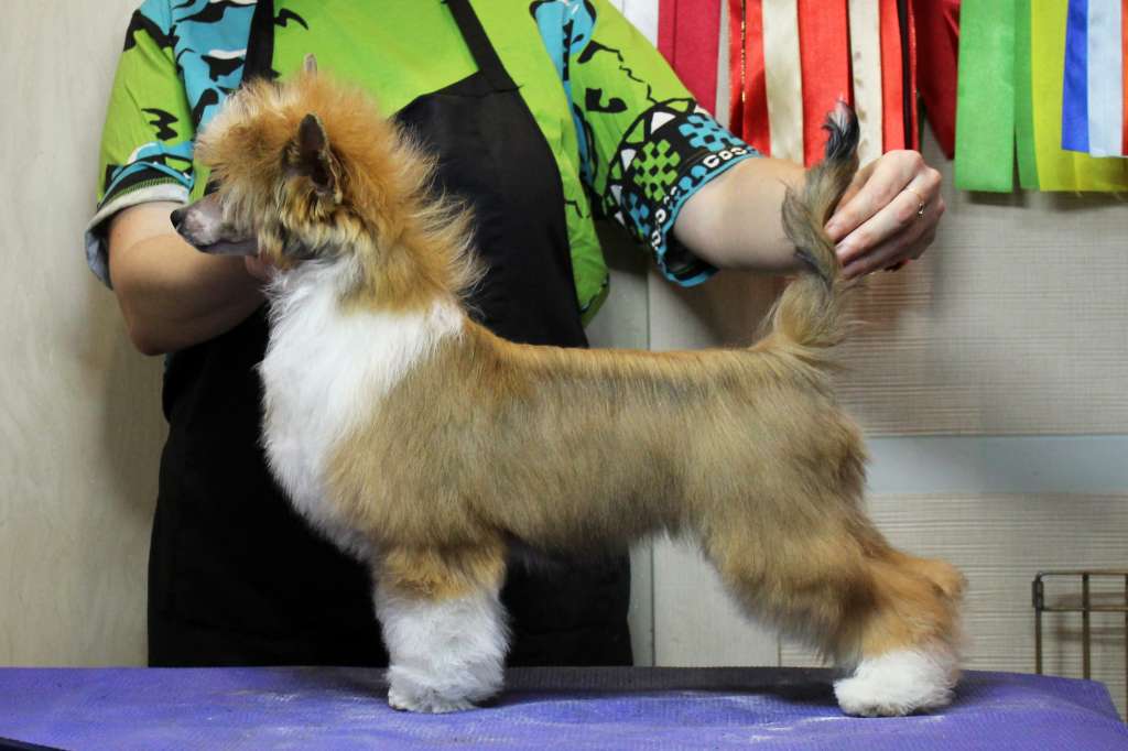 Via Della Seta Original Prankster