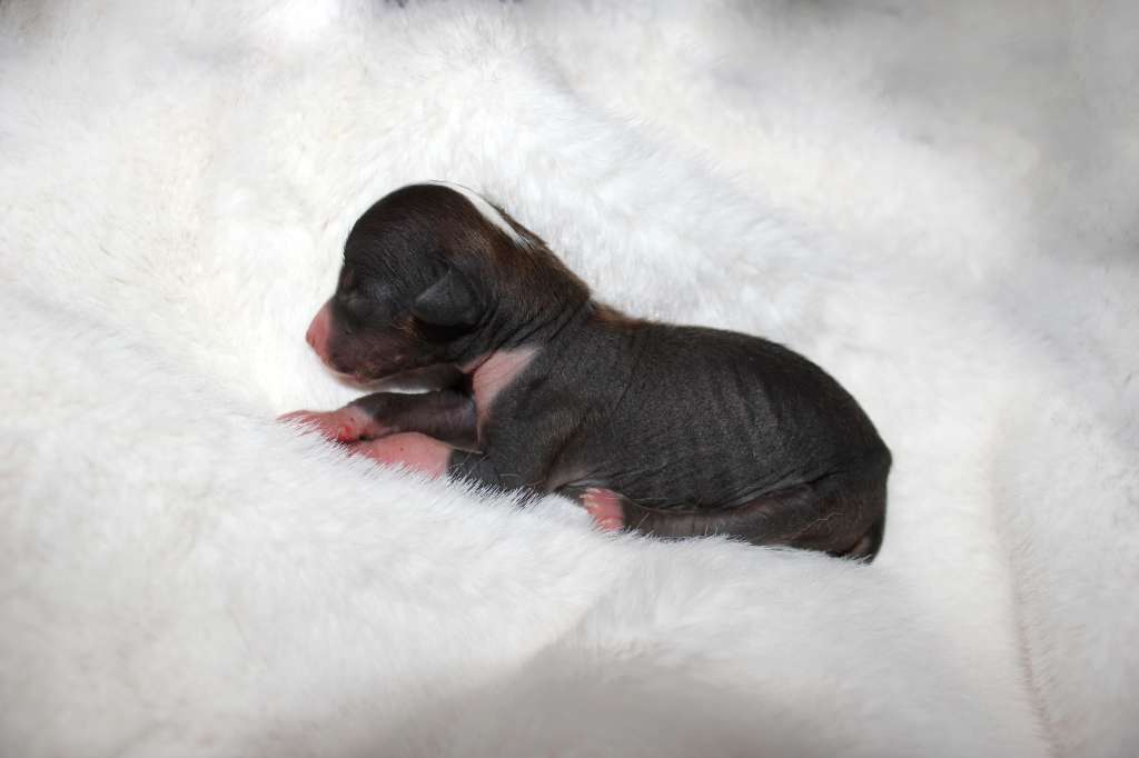 Via Della Seta Osmanthus Wine