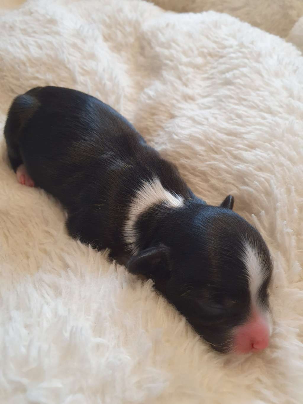 Charly by Grakstuole