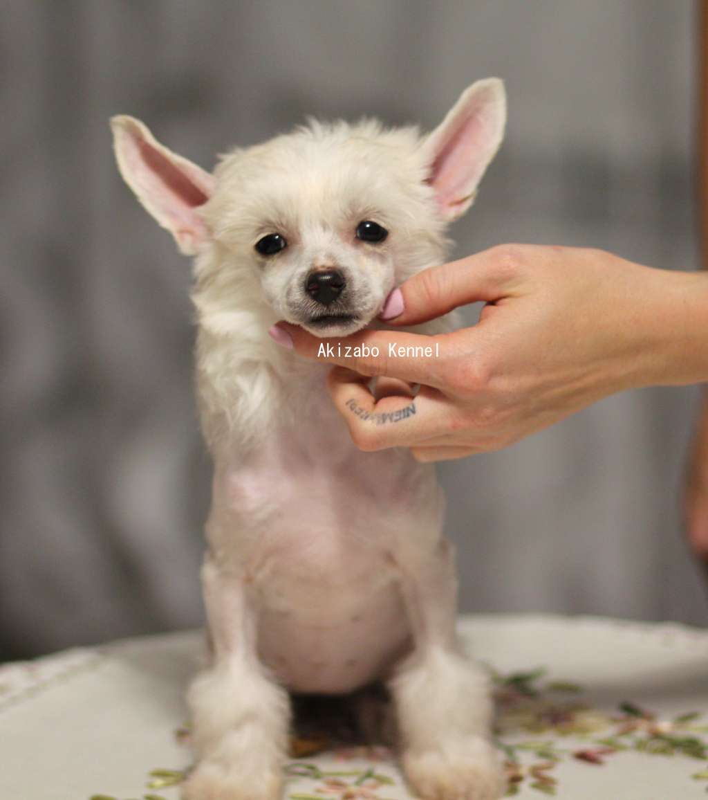 Licze Na Przygode Akizabo