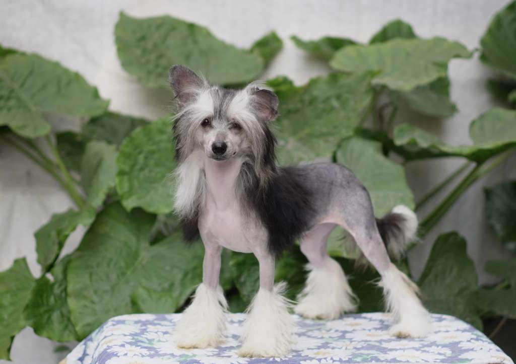 Rosa sinensis of Chiquita