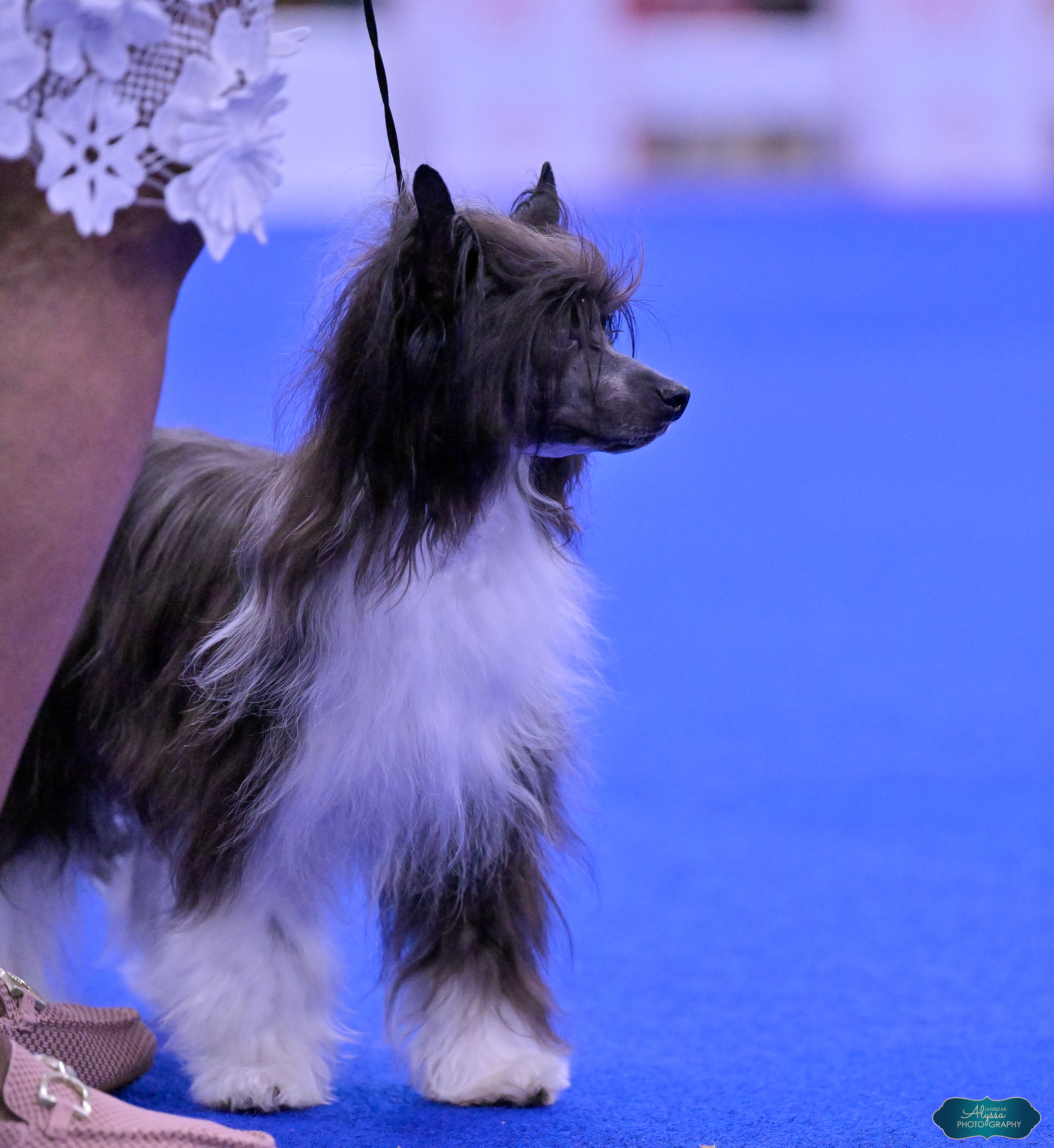 GCH Marlei's Save the Best For Last