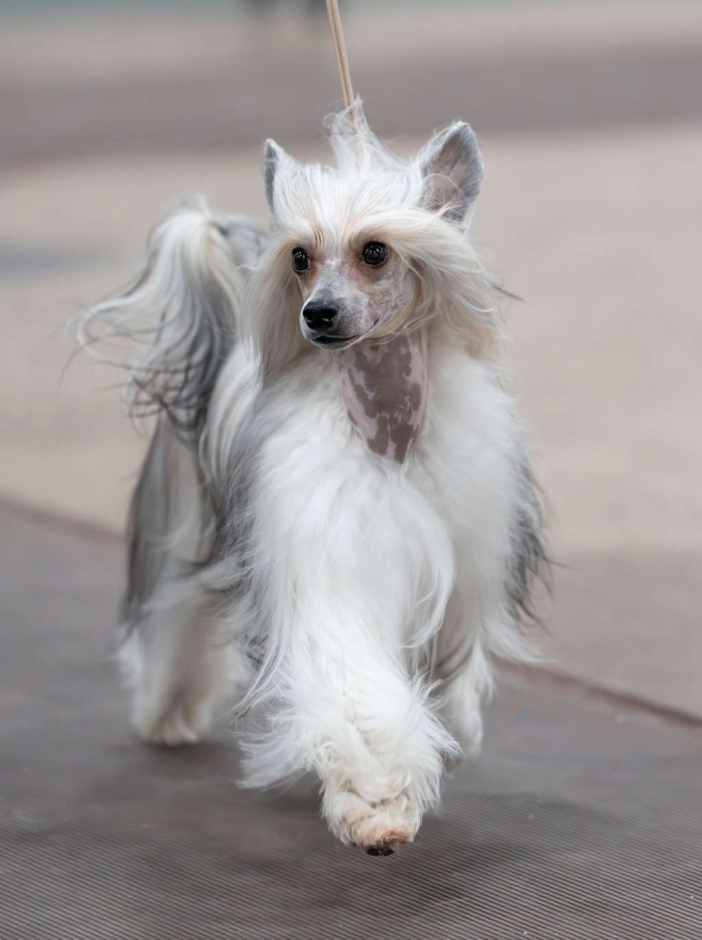 CH Marlei's Victorious One